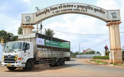 Doanh nghiệp Việt xuất khẩu lợn sang Campuchia cần theo đường chính ngạch