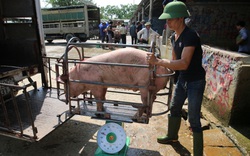 Giá lợn hơi cứ xỉu dần, nông dân vùng "thủ phủ nuôi lợn" phía Bắc nhiều nhà bỏ chuồng hoang