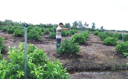 Trồng mía năm nào cũng gánh nợ, chuyển sang trồng những cây này, chưa giàu nhưng nhà nào cũng khấm khá