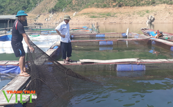 Lai Châu: Phát huy hiệu quả đồng vốn Quỹ hỗ trợ nông dân