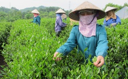 Đang khủng hoảng vì dịch Covid-19, Ấn Độ vẫn nhập cả nghìn tấn nông sản này của Việt Nam để làm gì?