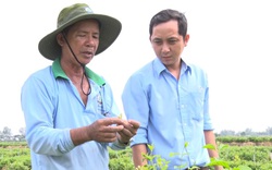 An Giang: Ra đồng trồng loài hoa trắng như bạch ngọc, thơm "nhức mũi", hái mỏi tay, bán đắt nhất là 300 ngàn/kg