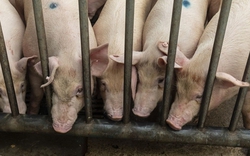Lợn béo phì ở Trung Quốc khiến giá thịt lợn nước này tụt dốc liên tục