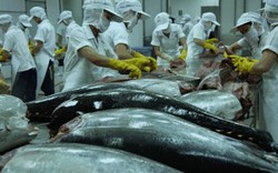 Xuất khẩu cá ngừ tăng tốc