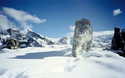 Hành trình phiêu lưu tới Ladakh, “săn” báo tuyết trên “nóc nhà thế giới”
