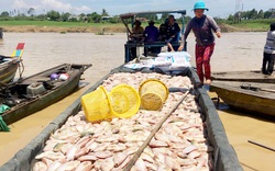Đồng Nai: Vì sao gần 100 hộ nuôi cá bè lòng hồ Trị An chưa chịu di dời, tỉnh phải ra cảnh báo khẩn?