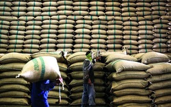 Chủ động phòng tránh nguy cơ gạo Ấn Độ “đột lốt” xuất xứ Việt Nam