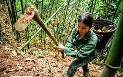 Tuyên Quang: Mưa xuống, thứ rau đặc sản này "xuyên đất chui lên" dân cuốc 1 nhát lên toàn củ nạc thịt