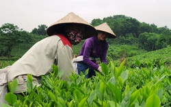 Thái Nguyên: Trồng cây chát chát theo cách này, năng suất tăng 20%, thu nhập của nông dân cũng tăng theo