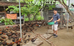 Thanh Hóa: Cất bằng đại học quản trị kinh doanh về quê nuôi thứ "gà leo cây", ai xem cũng mê tít