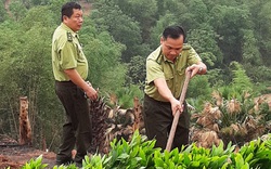 Hạt Kiểm lâm Mai Châu: Trồng rừng bằng giống nuôi cấy mô - hướng đi mới cho phát triển kinh tế rừng