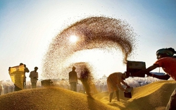 Ấn Độ bước vào vụ thu hoạch kỷ lục, giá gạo có thể giảm