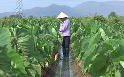 Bình Thuận: Trồng luân canh thứ cây ra quả gọi là củ với giống khoai môn tốt um, cứ 1 sào "ăn chắc" 25 triệu