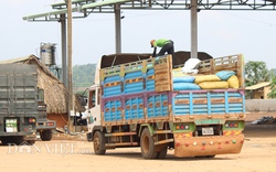 Nhập khẩu hơn 836.000 tấn điều thô của Campuchia: Nghi ngờ con số quá lớn