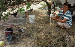 Bình Định: Nuôi thứ gà nòi trên đất võ Tây Sơn, nông dân cho gà ăn "sang chảnh" nhưng bán kiểu gì cũng đắt tiền