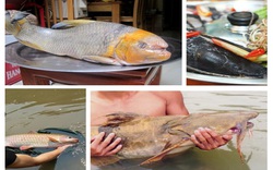5 loài cá cực hiếm được ví là "ngũ quý hà thủy", có tiền chưa chắc đã mua được là những loại nào?