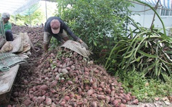 Điêu đứng vì khoai lang chưa tới 1.000 đồng/kg