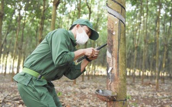 Tại sao Mỹ, Trung Quốc, Nhật Bản cùng tăng tốc thu mua nhiều loại nông sản của Việt Nam?