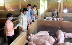 Tuyên Quang: Xử lý chất thải chăn nuôi lợn kiểu này, xử lý đến đâu sạch đến đó