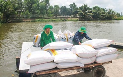 Giá thức ăn chăn nuôi tăng cao "lộ" ra điểm yếu nào của ngành chăn nuôi?