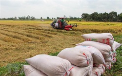 Vụ đông xuân ở phía Bắc đạt kỷ lục về cả năng suất và sản lượng lúa