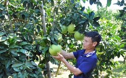 Nguồn vốn vay này giúp nhà nông Tuyên Quang trồng bưởi ngon tăng thu nhập