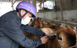Ninh Bình: Thêm 30.000 liều vaccine nhập ngoại, tiêm phòng viêm da nổi cục cho trâu bò xong trước 15/5