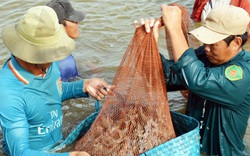 Trung Quốc thay đổi những gì trong chính sách nhập khẩu nông sản mà doanh nghiệp phải chú ý nếu không muốn thiệt?