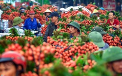 Hơn 100 thương nhân Trung Quốc được vào Việt Nam mua vải thiều Bắc Giang 