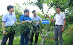 Ít ai ngờ nơi đây đang cung cấp "cần câu cơm" giúp nông dân vùng cao trở thành các triệu, tỷ phú