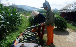 Hòa Bình: Nông dân lao đao vì giá bí xanh chỉ bằng ly trà đá, còn 2.000 đồng/kg, chất đống đầy đồng