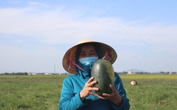 Hà Tĩnh: Cả xã gọi nhau giải cứu 30 tấn dưa hấu cho vùng dịch Covid-19 ở Thạch Hà