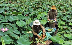 An Giang: Sen rớt giá mạnh, nông dân được mùa vẫn lo lỗ vốn