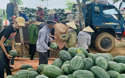 Quảng Bình: Trồng giống dưa hấu gì mà quả nào cũng to bự, nông dân tấp nập ra đồng cắt chất lên xe ô tô