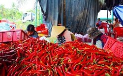 Bình Định: Bán một ký ớt không đủ tiền mua gói mì tôm