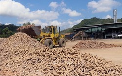 Cân nhắc xây dựng nhà máy tinh bột sắn tại Sơn Hòa (Phú Yên)