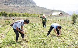 Sơn La: Trồng 2 giống dưa bò lan mặt đất, vừa thơm vừa ngọt, dân bản này nhẹ nhàng bỏ túi 3 tỷ đồng/vụ