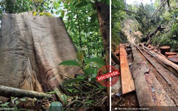 Vụ phá rừng pơ mu Vườn quốc gia Hoàng Liên: Tạm đình chỉ công tác Phó Hạt trưởng Hạt kiểm lâm
