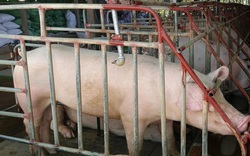 Giá lợn hơi trong nước tiếp tục giảm, xuống mức thấp nhất trong 1 năm qua