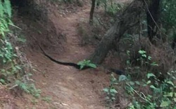 Sơn La: Xôn xao hình ảnh con rắn hổ mang chúa khủng xuất hiện tại đồi thông ở Phù Yên, ngành chức năng nói gì?