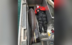 Tóm được "quái ngư" cá tầm khủng trăm tuổi, dài 2m nặng 108kg khiến dân tình sửng sốt