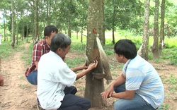 Hiếm có: Trung Quốc nhập lượng nông sản khổng lồ này của Việt Nam về làm lốp rồi bán sang Việt Nam 3.900 ô tô