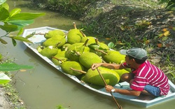 Giá mít Thái hôm nay 9/5: Giá mít Kem tăng, nông dân trồng mít Thái bớt lo vì thị trường Trung Quốc mua nhiều?