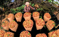 Thủ lĩnh Đoàn ứng cử ĐBQH khoá XV trăn trở vấn đề tiêu thụ nông sản cho nông dân