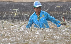 Hết "ngủ đông", Mỹ, EU mở cửa nhiều hoạt động, một loại nông sản của Việt Nam hưởng lợi lớn chưa từng có