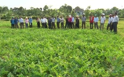 Quảng Trị: Nông dân Vĩnh Linh chuyển đổi cây trồng thích ứng với khô hạn, cho hiệu quả kinh tế cao 