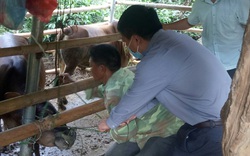 Sơn La: Ngăn chặn dịch bệnh viêm da nổi cục trên trâu, bò