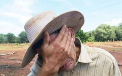 Lỗ trắng, nông dân trồng khoai lang tím Nhật chỉ biết rơi nước mắt