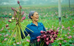 Thanh Hóa: Trồng loài hoa "vạn người mê" tỏa hương thơm ngát thay trồng lúa, cặp đôi U70 bỏ túi hàng chục triệu đồng