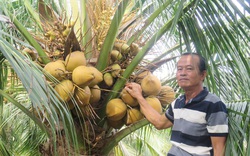 Bến Tre: Nông dân này trồng giống dừa gì mà được nhận Bằng khen của UBND tỉnh?